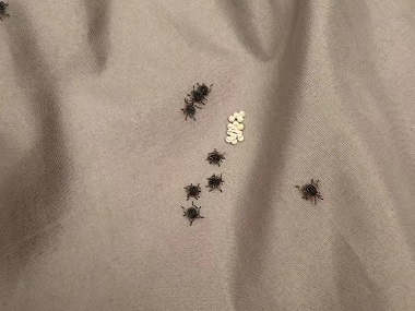 番禺蟲害消殺機構床上有臭蟲（臭屁蟲）怎么辦